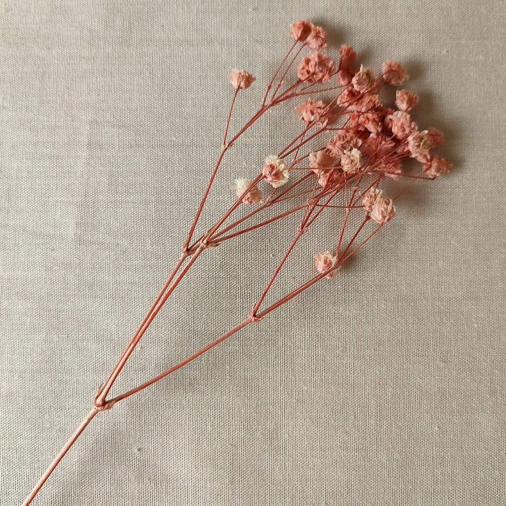 Dried Gypsophila Baby's Breath Bunga Kering Hias Asli Dekorasi Pajangan