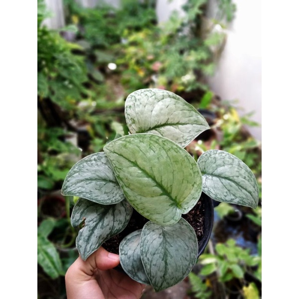 Scindapsus Silver Hero Platinum