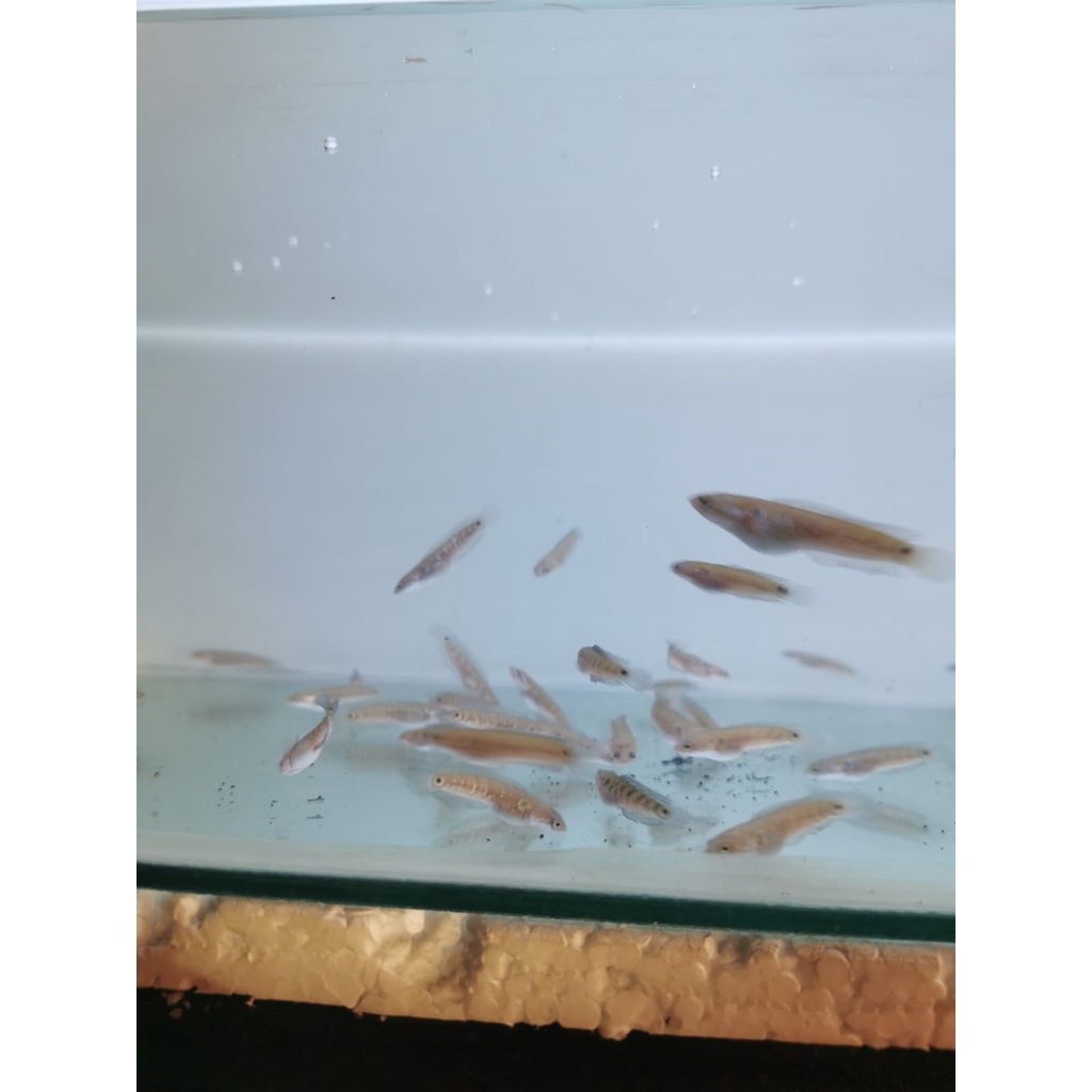 ikan channa asiatica RSWS 3-4cm
