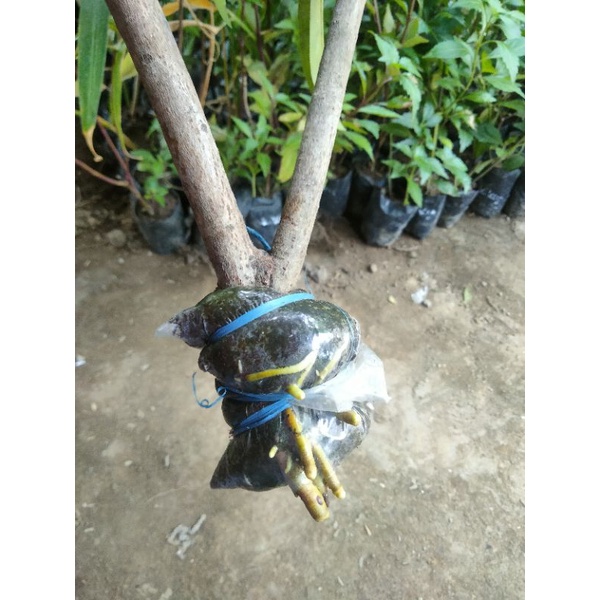 Fresh cangkok sawo madu