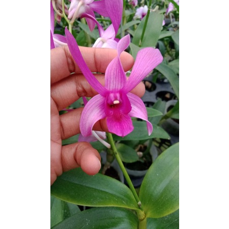 dendrobium caesar red x caesar warawan