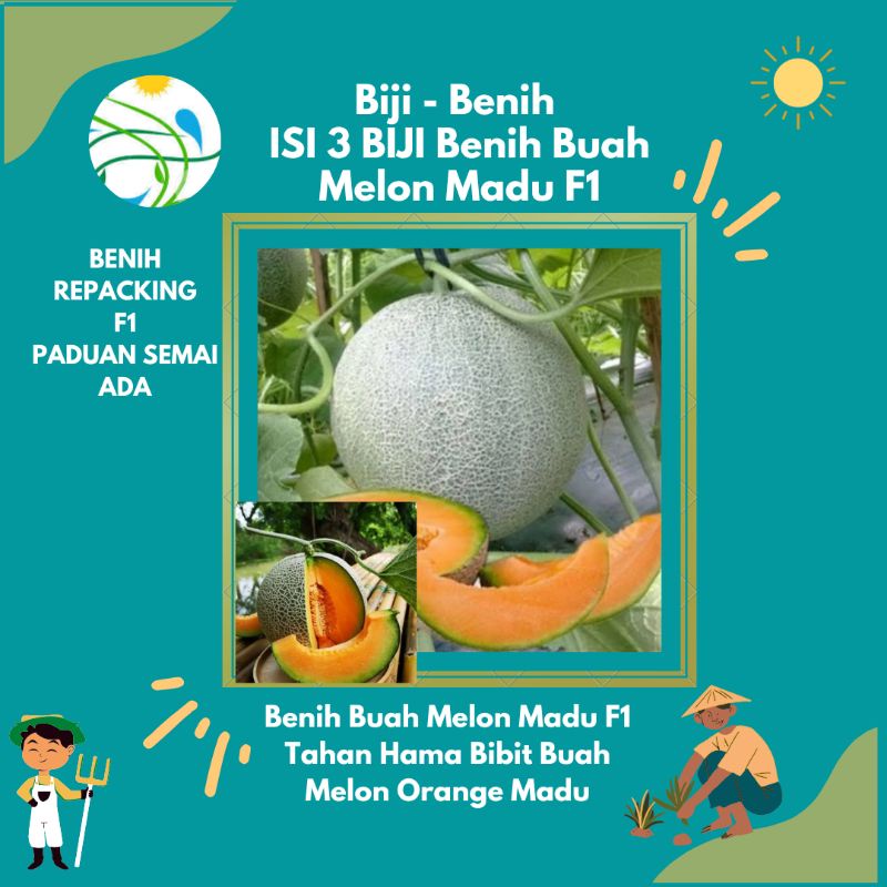 ISI 3 BIJI Benih Buah Melon Madu F1 Tahan Hama Bibit Buah Melon Orange Madu