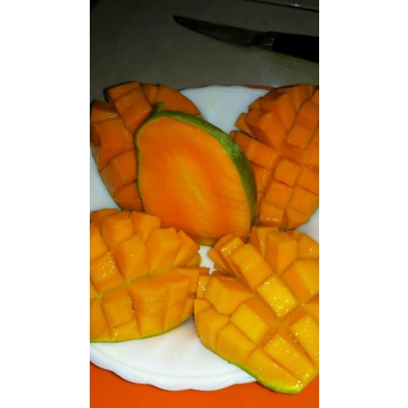 

MANGGA GADUNG KLONAL 1KG | ASLI PASURUAN JATIM