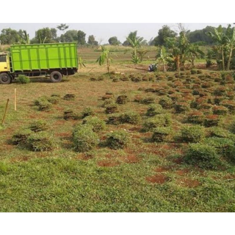 Rumput Gajah Paitan Rumput Gajah