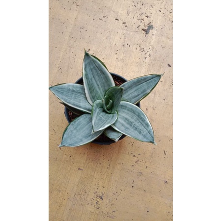 Sansivera Silver Frost