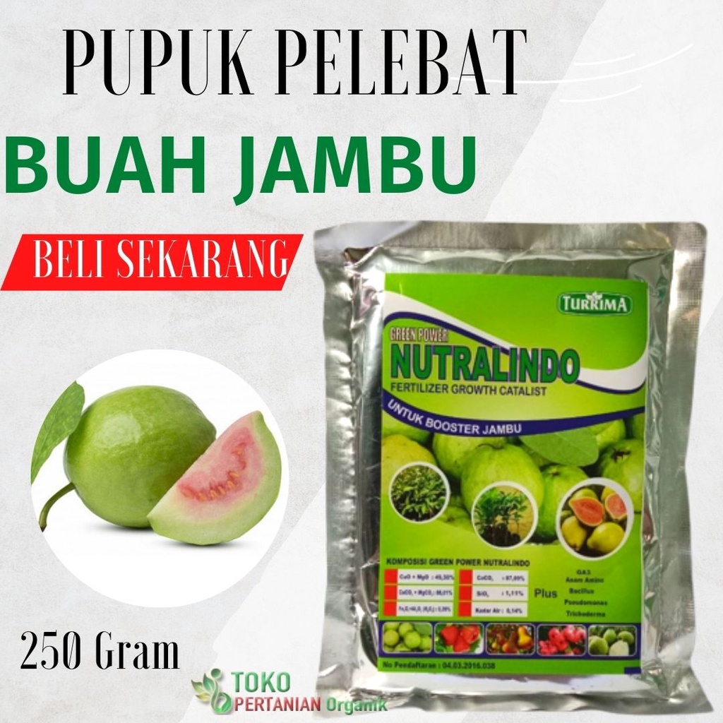Pupuk jambu air cepat berbuah, Nutrisi buah jambu jamaika, Pupuk booster buah jambu air NUTRALINDO
