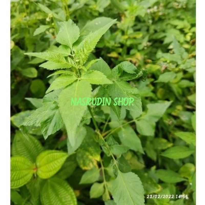 

DAUN KETUL SEGAR 1KG / BIDENS PILOSA LANGSUNG PETIK