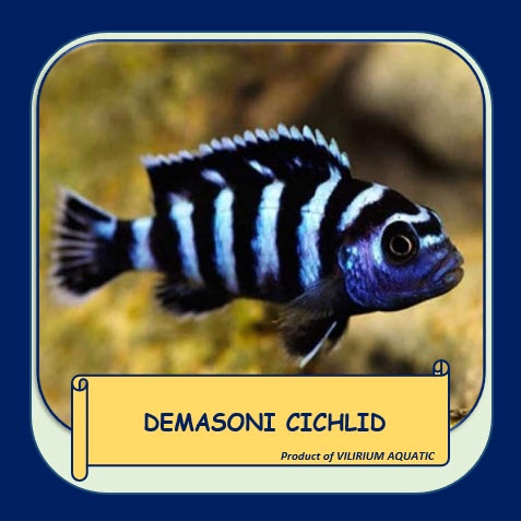 IKAN HIAS AIR TAWAR - DEMASONI CICHLID / DEMASON'S CICHLID (±4cm)