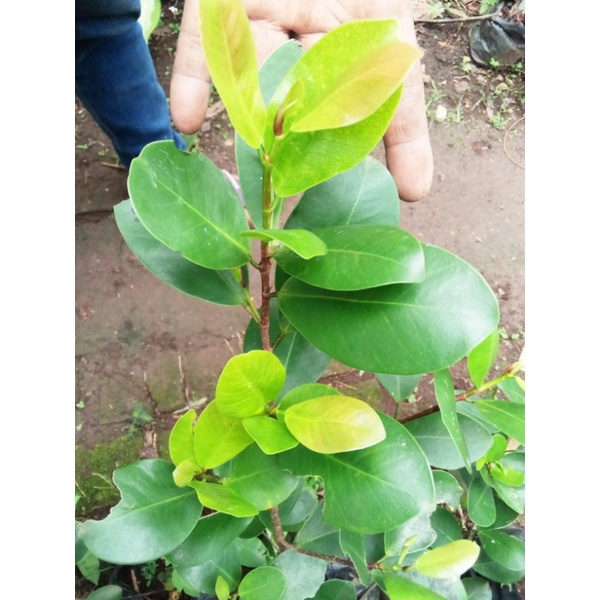 Bibit Beringin iprik