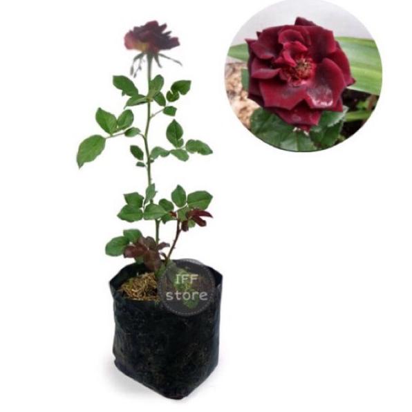 Yang dinanti--Bunga Mawar Merah Abra Hitam Hidup Super Wangi (COD) Tanaman Bunga Mawar Hidup Berbung