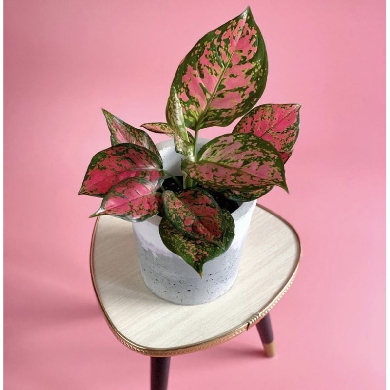 Tanaman Hias Hidup Aglonema murah - Tanaman hias Aglonema indoor outdoor- Bunga Aglonema murah - Tan