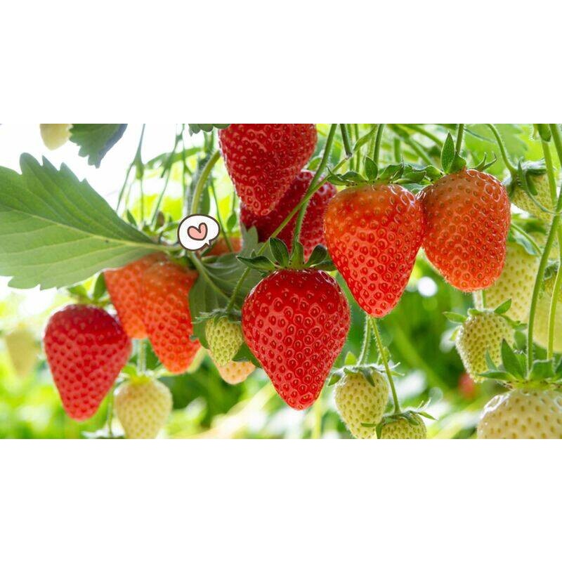 paket 7 bibit pohon strawberry JUMBO benih tanaman strawberry mencir JUMBO manis besar COD bibit tan