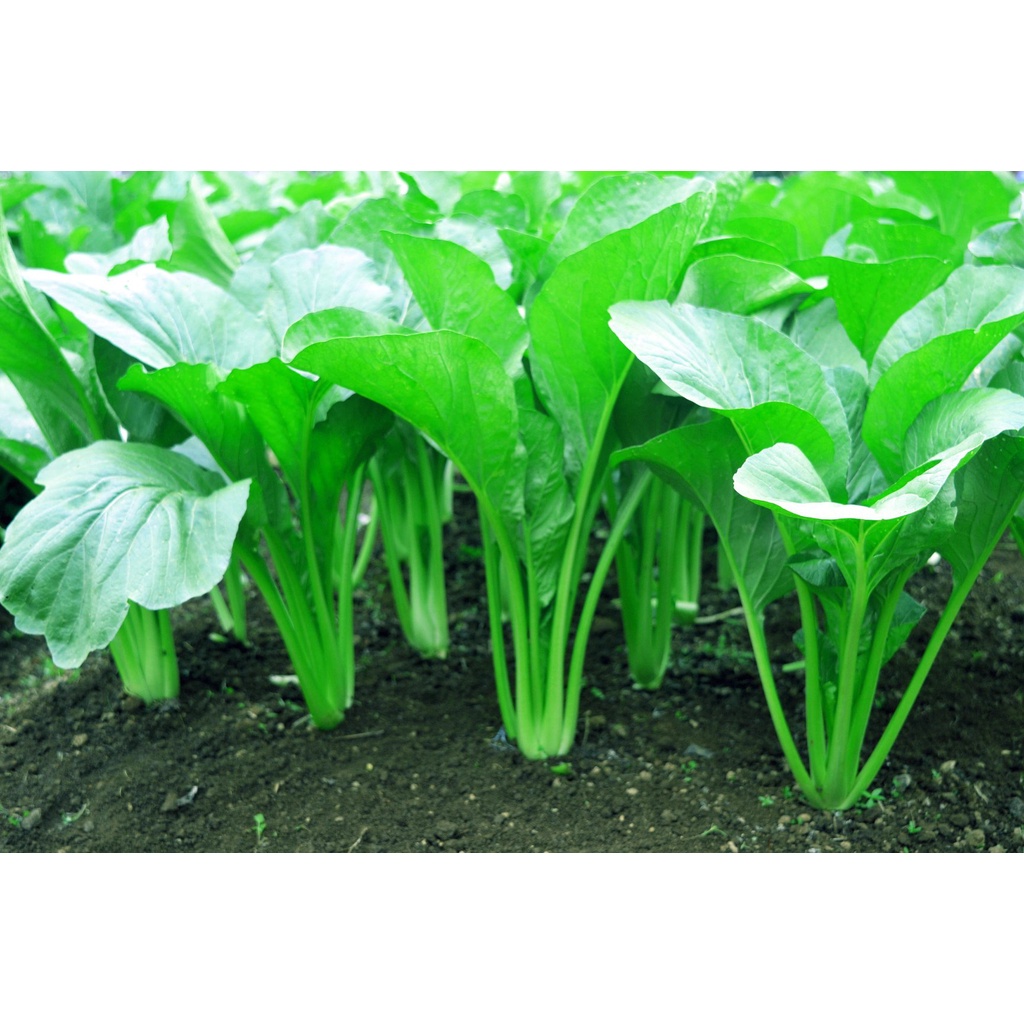 (1 PACK - 10 GRAM) Benih Sawi Hijau Manis AJENG Seeds - Tunas Agro Seed