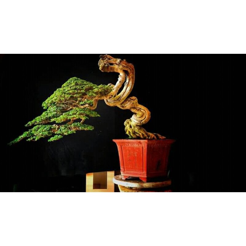 Sancang | bibit bonsai sancang | bahan bonsai sancang | sancang daun kecil/micro