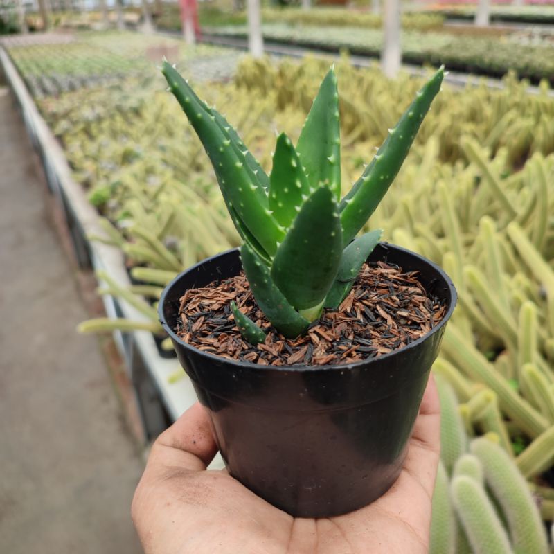 Aloe Perfoliata | DP 10cm