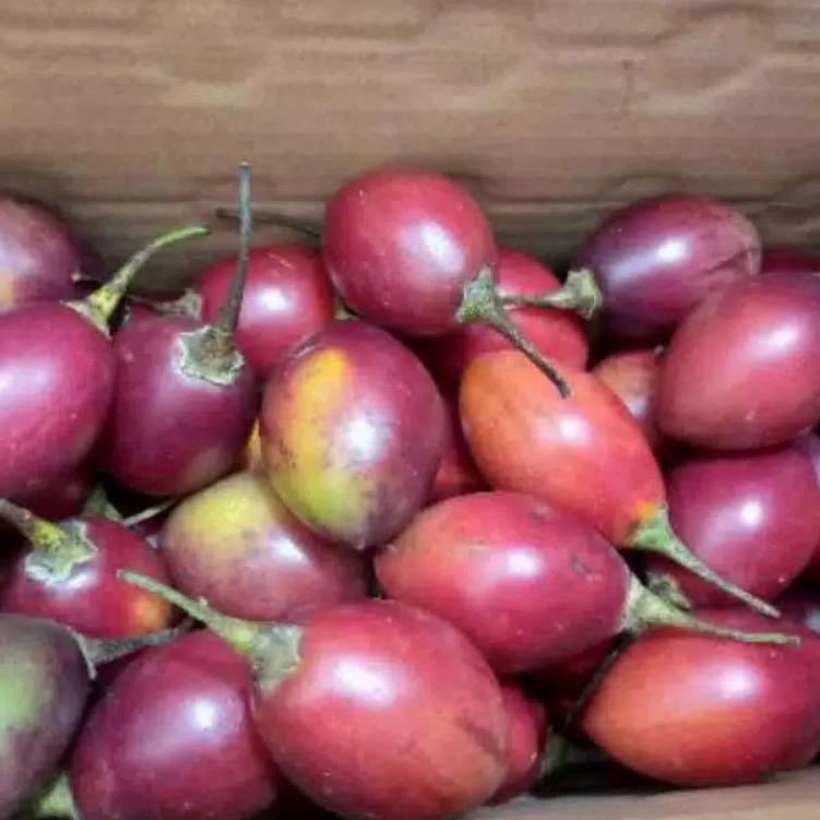 

Terbaik Buah Terong Belanda Segar 500gr grosir