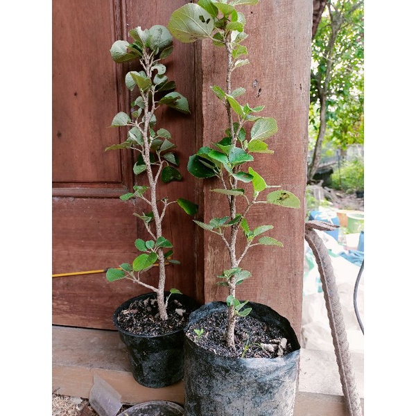 bibit bonsai waru jepang akar full