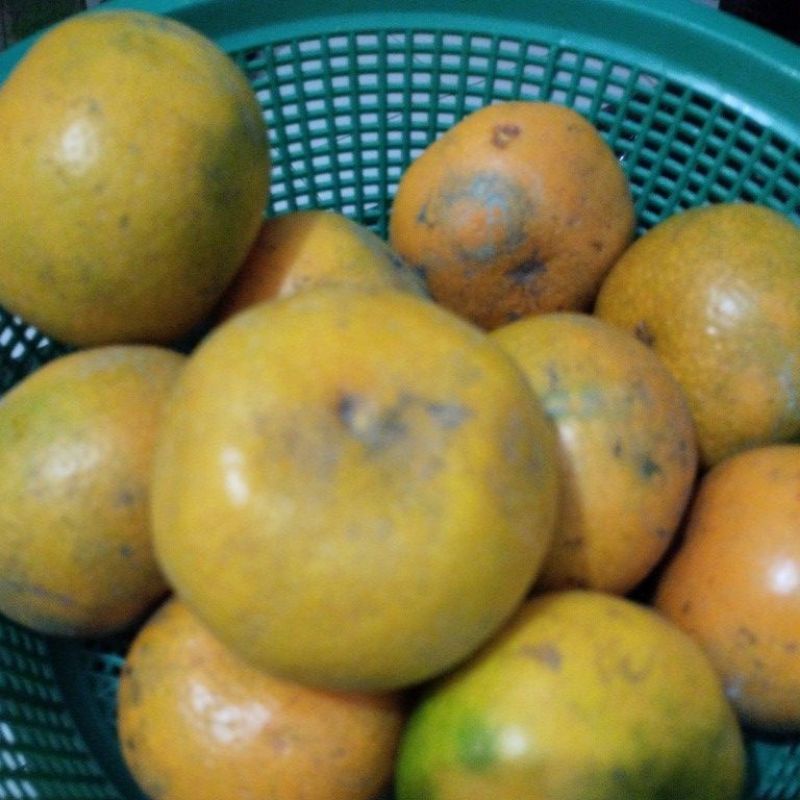 

Jeruk Medan Mandarin Manis Segar 100%