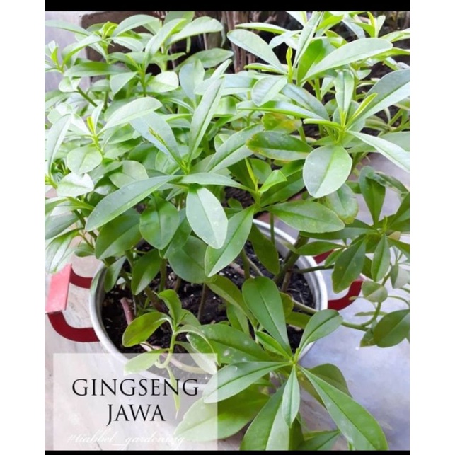 Bibit Gingseng Jawa