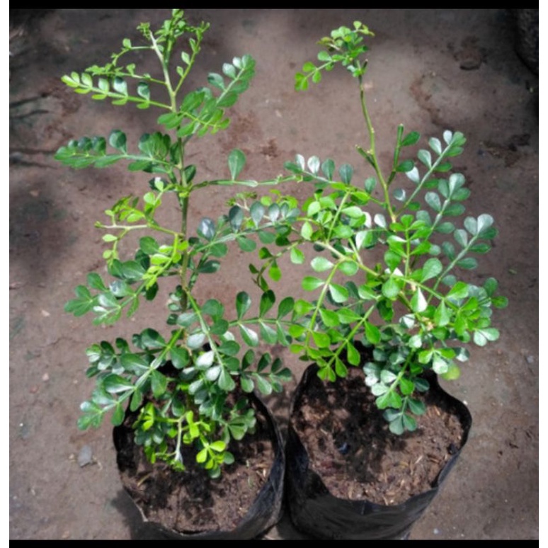 BAHAN BONSAI KEMUNING