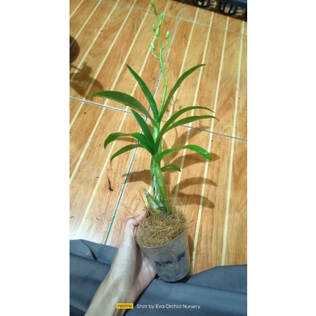 anggrek soft pot mix id