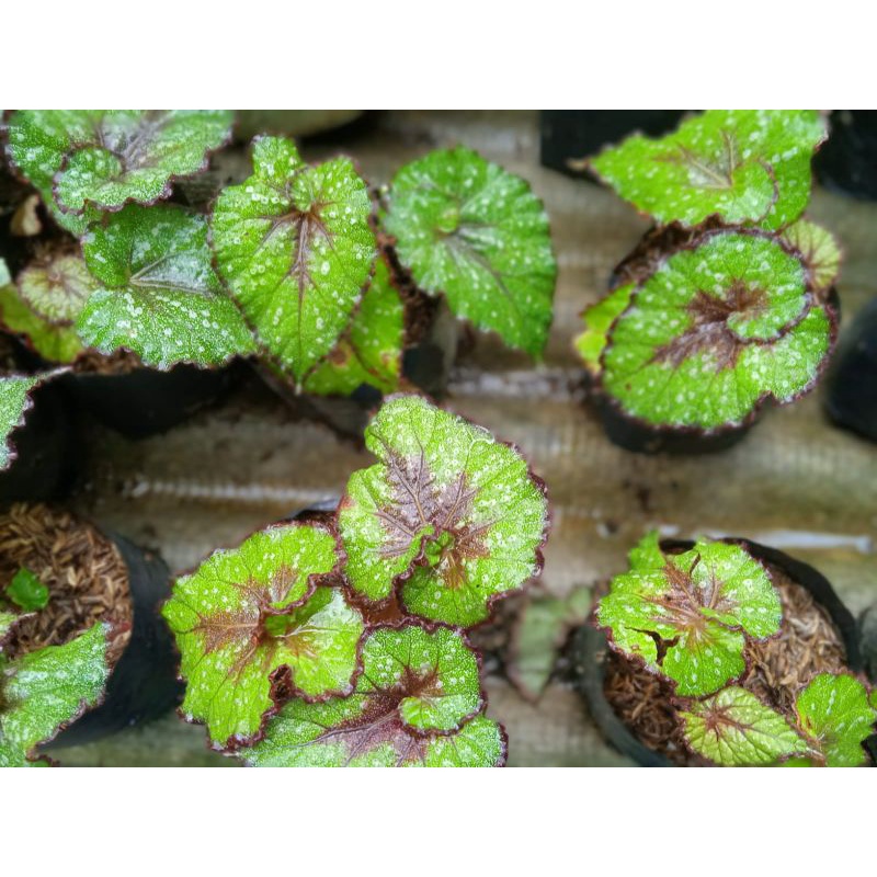 begonia keong no name(kombinasi warna hijau dan hitam)