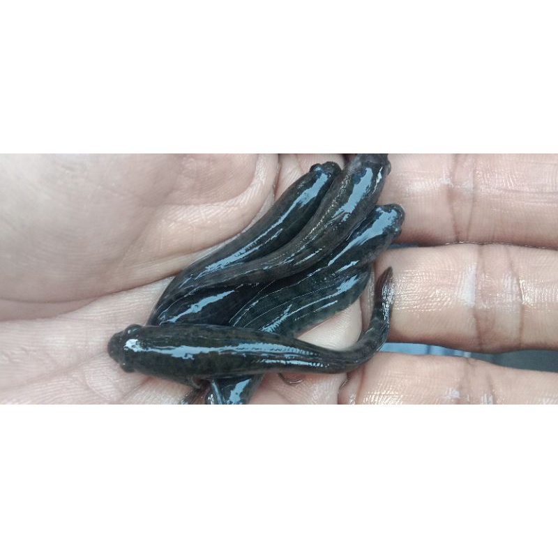 Benih Ikan Gabus 4–5 cm Hidup | Paket  100 Ekor | Bibit Gabus Kolam & Terpal