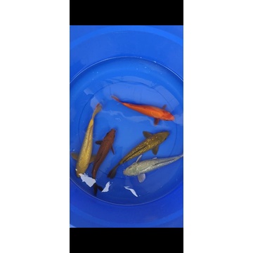 IKAN KOI JENIS POLOSAN SIZE 30-33 CM