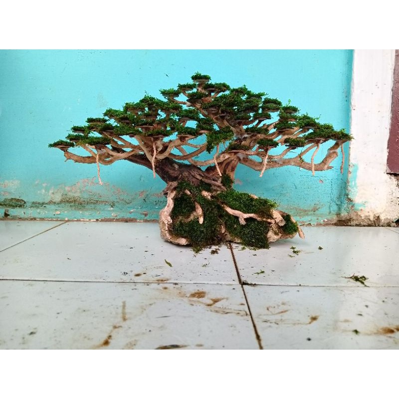 pohon bonsai aquascape beringin