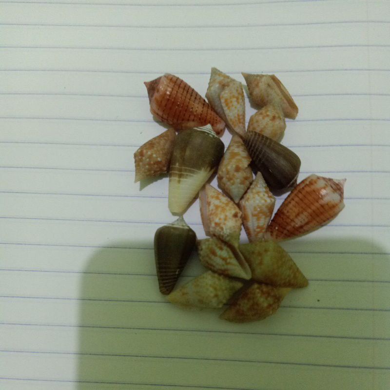 CONUS KECIL ACCUTANGULUS+CONUS CHINEREUS+CONUS BOETICUS