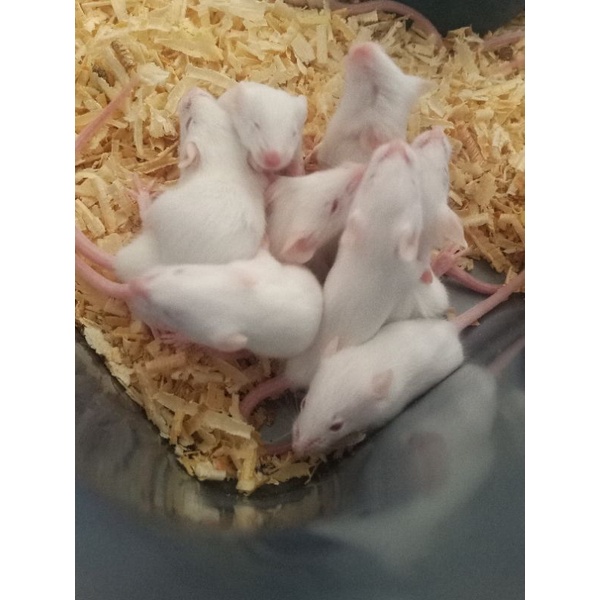 Jual mencit small pakan reptile,BOP,OWL | Shopee Indonesia