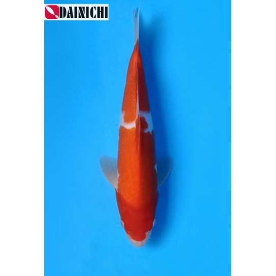 Koi Kohaku Size 35BU Body Tebel Dainichi Farm Sertifikat Import Jepang