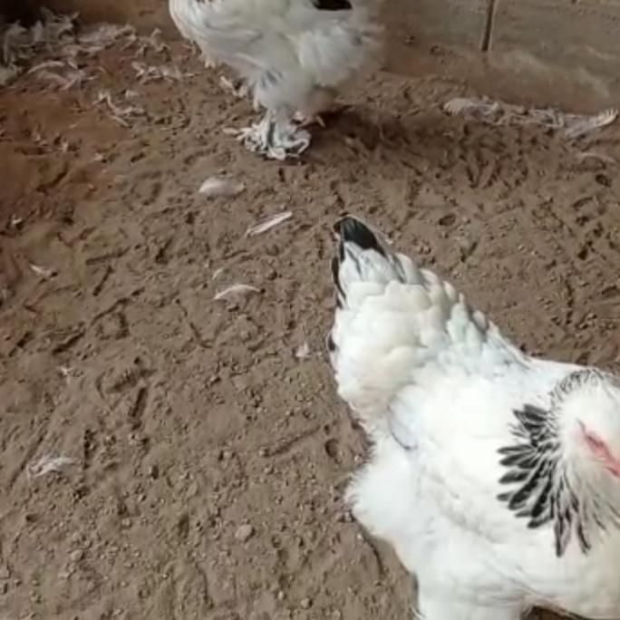 Ayam Brahma Betina siap bertelur