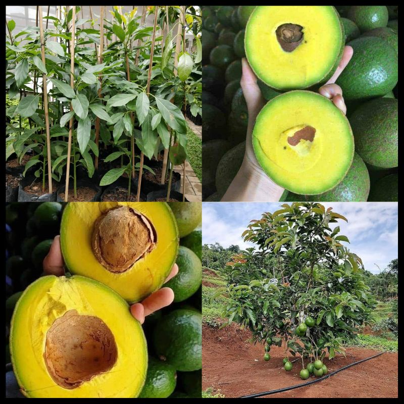 bibit alpukat miki batang besar siap berbuah