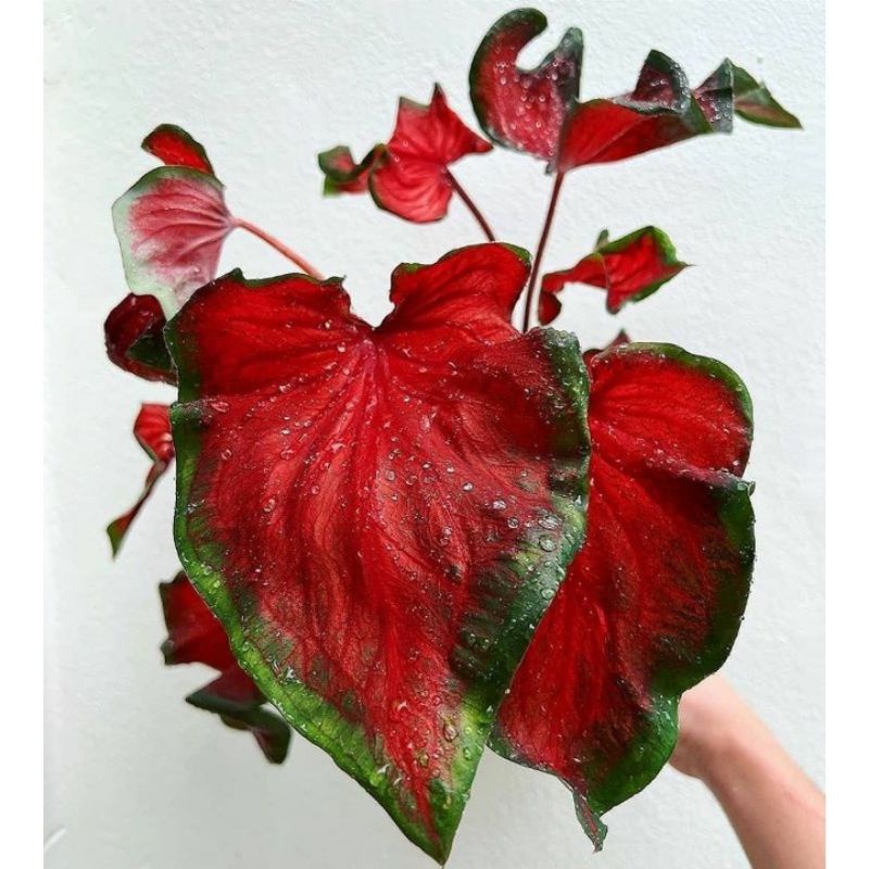 keladi red worton