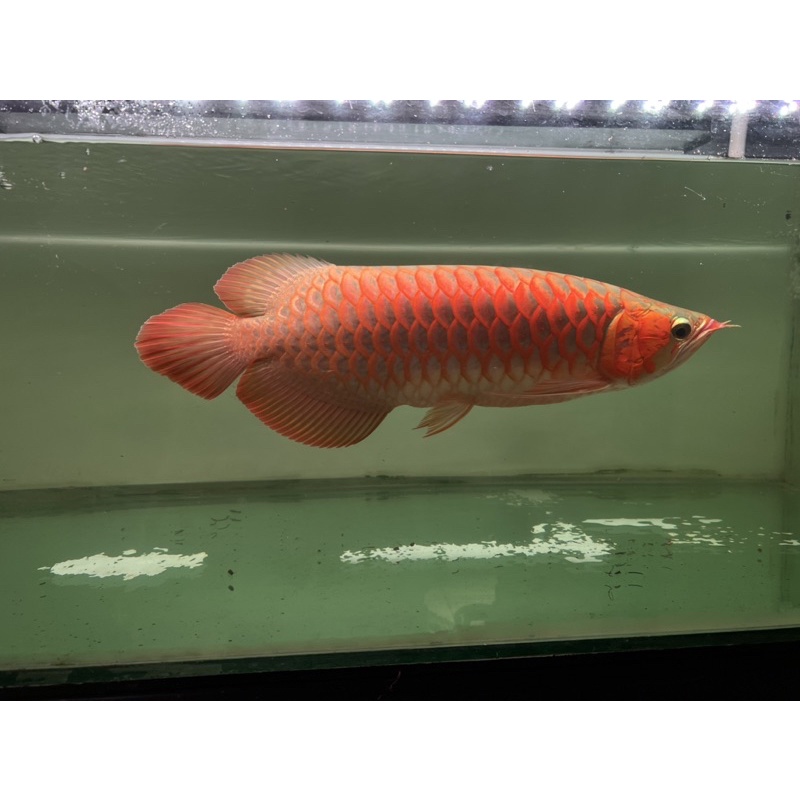 Ikan Arwana Super Red 40-45cm ASLI