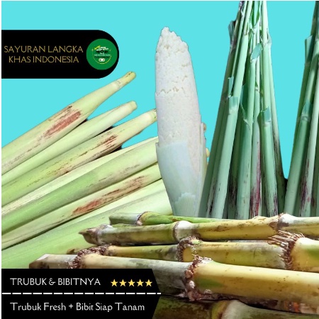 

Trubuk & Bibitnya 1Kg Fresh Murah JAMINAN UANG KEMBALI Jika Produk Mengecewakan Trubus Telur Tebu Turubuk Bibit stek Siap Tanam Termurah Baru Sayuran Langka 1 Ikat 1000gr Tebundo Sunda Indonesia Telor Tiwu Segar Menu Sehat Endog Tebu Panen Dadakan bt