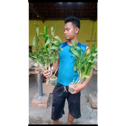 anggrek rimbun sopot media MOS putih