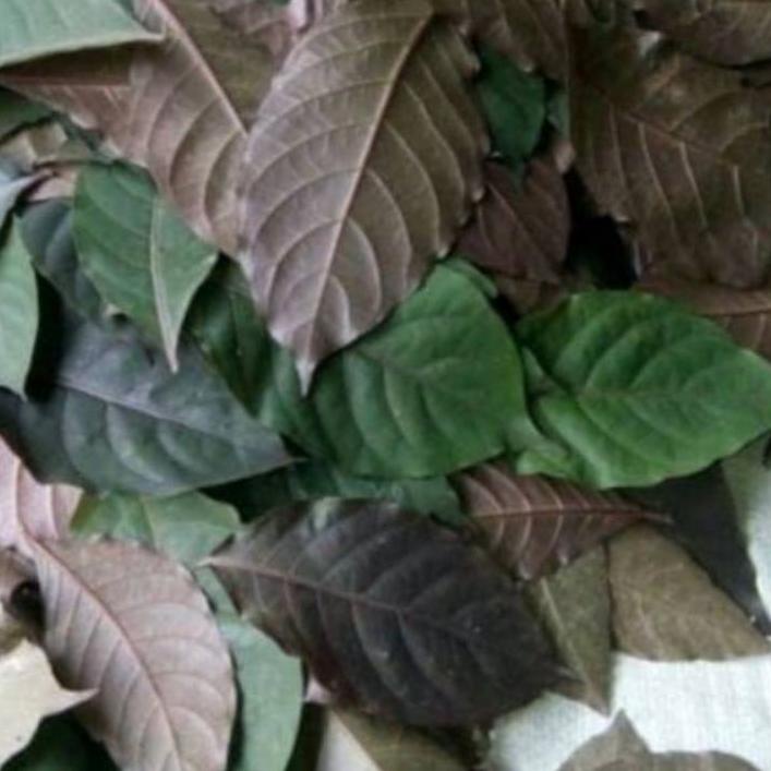 

BAYAR DITEMPAT✔️Daun Handeleum Handelem Daun Ungu Daun Wungu Segar Obat Wasir 250gram Terlaris|SQ4