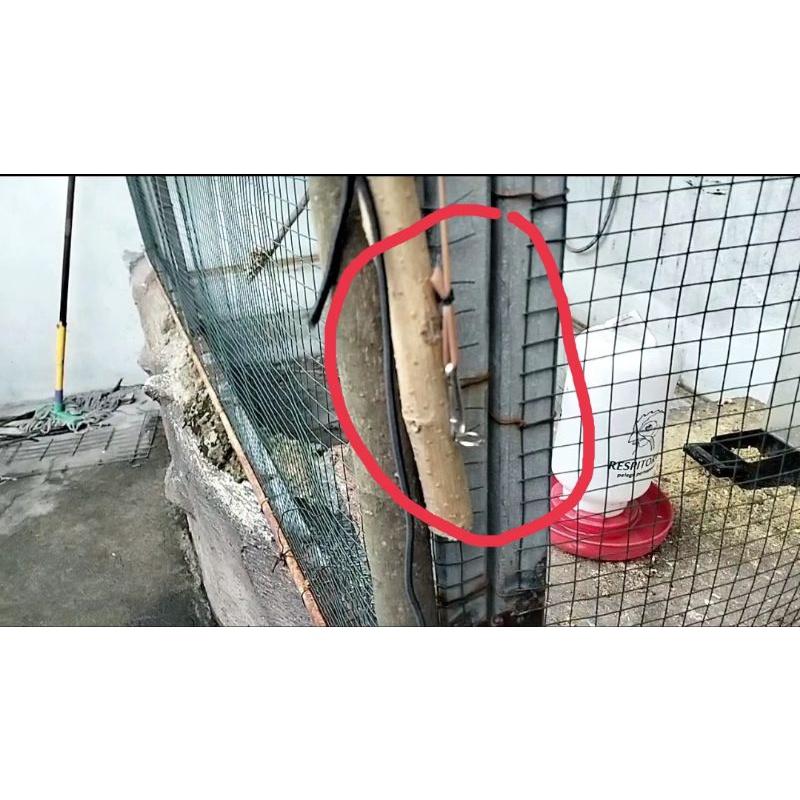 jki Jebakan Burung Kecil Simpel Tanpa Kurungan