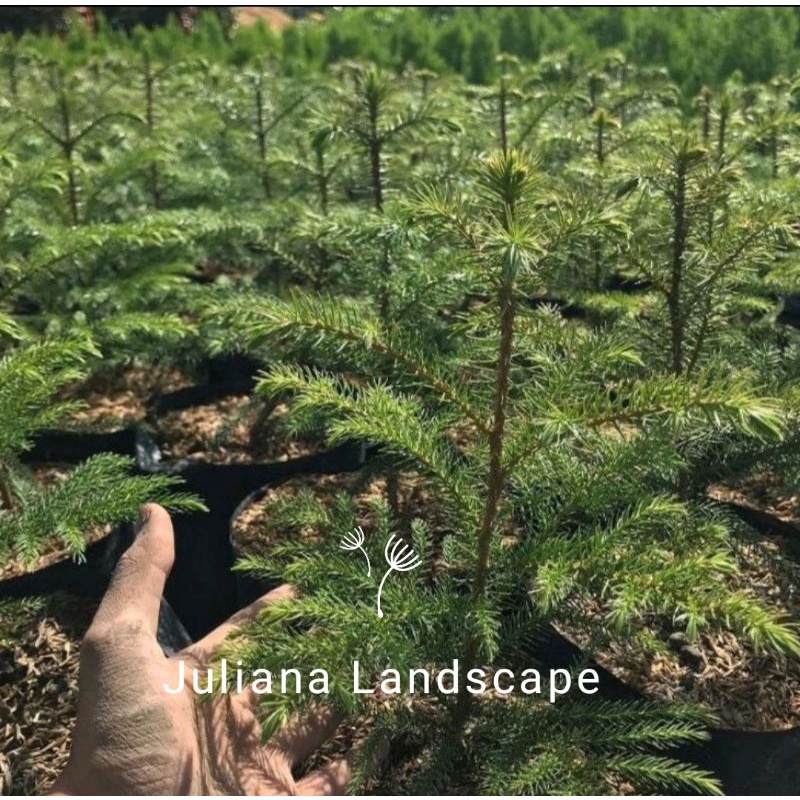 promo tanaman hias Cemara norfolk pentris/cemara pentris