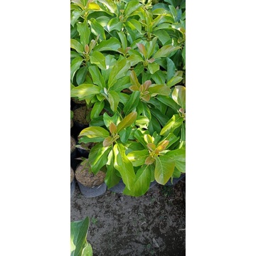 

apukat import jenis bogoktenn