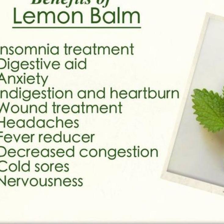 

Promotion--LEMON BALM TEA : LEMON BALM LEAF / BALM MINT TEA (30 Tea Bag)
