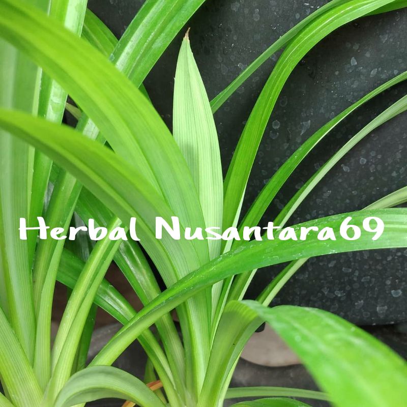 

Promo Daun Pandan Segar per 10 Lembar