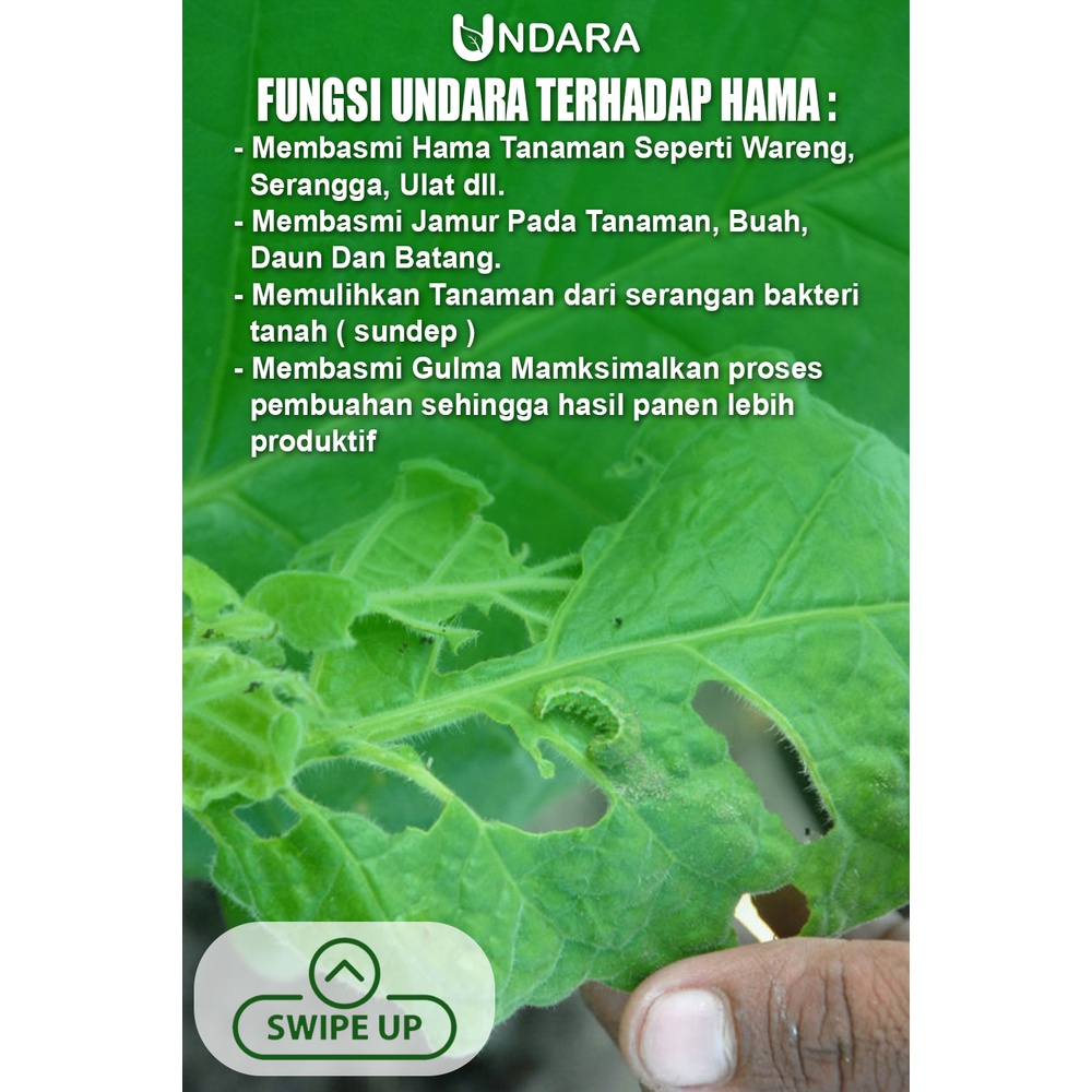 Spray Undara Cair tanaman membantu pertumbuhan dan perkembangan tumbuhan secara alami dengan bahan organik