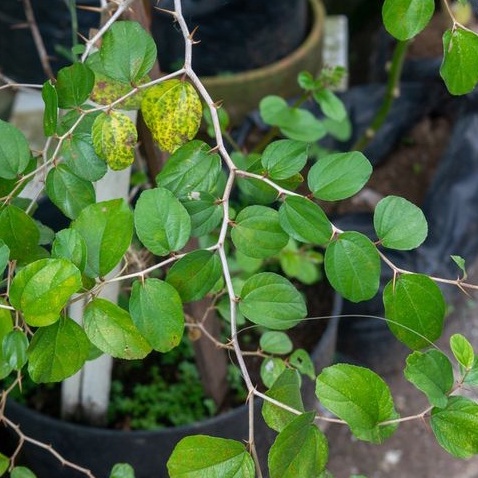 

Daun Bidara Segar Penangkal Jin Langsung Ambil dari Pohon 50 gram
