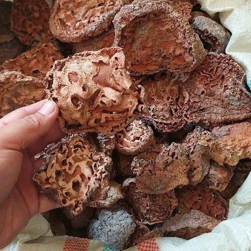 

㊫ Sarang Semut Papua Asli 500gr NEW ARRIVAL 2578 ♚