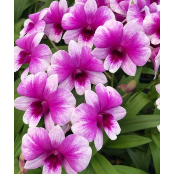 dendrobium yaya compactum