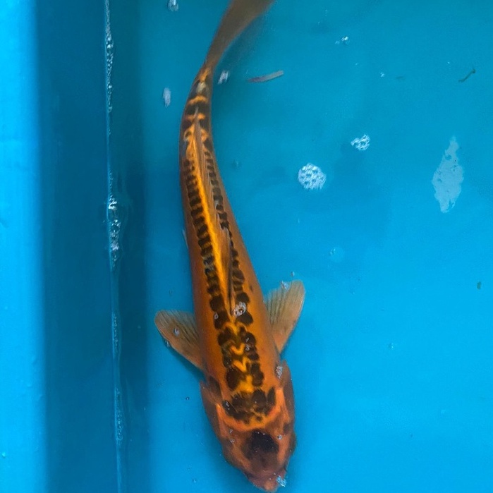 IKAN KOI KIKO Blitar 26-30cm Grade A+