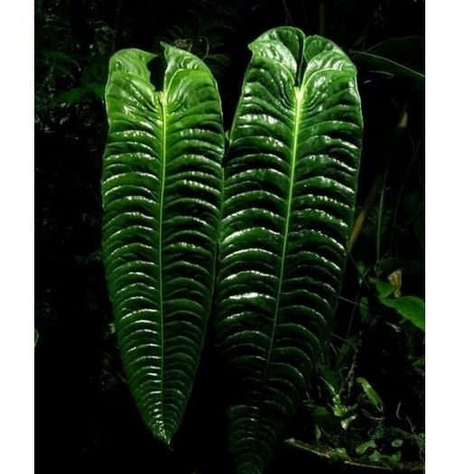 Tanaman Anthurium Veitchii (baby)